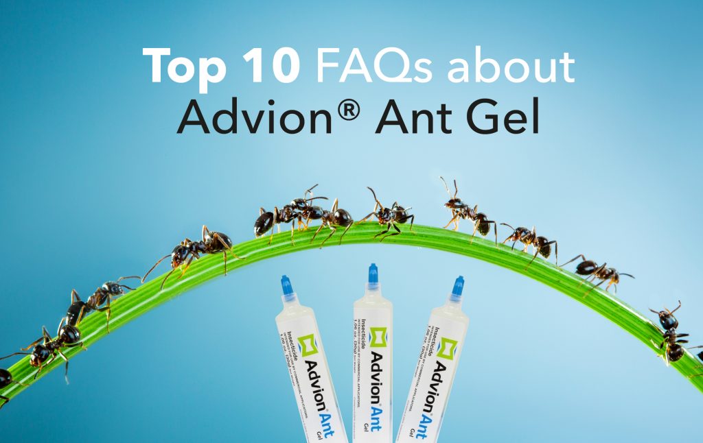 Top 10 Frequently Asked Questions About Advion Ant Gel Killgerm