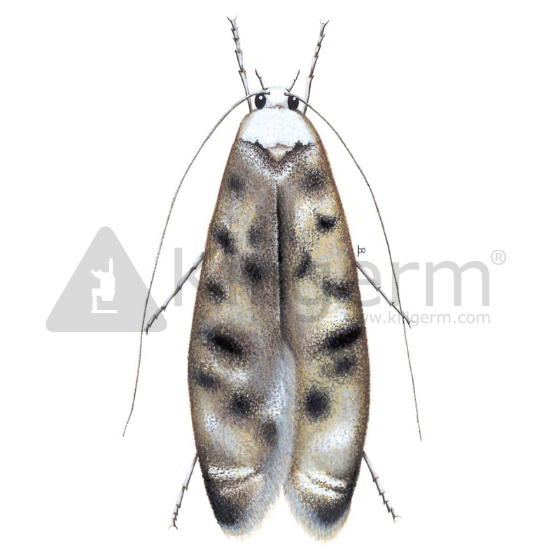 White Shouldered House Moth Killgerm Chemicals Ltd