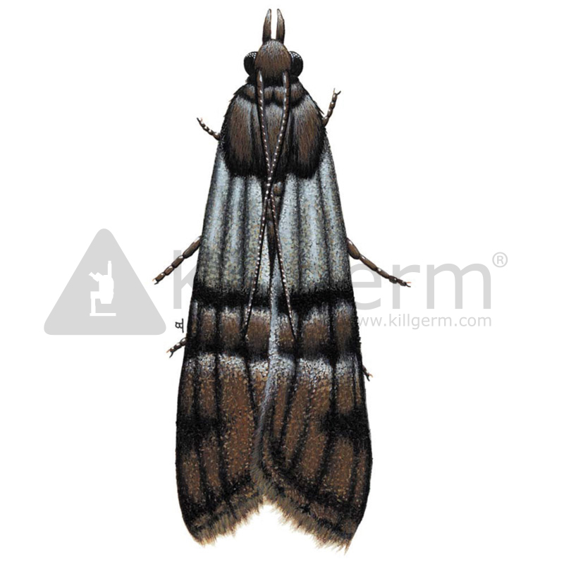 Common clothes moth - Killgerm Chemicals Ltd
