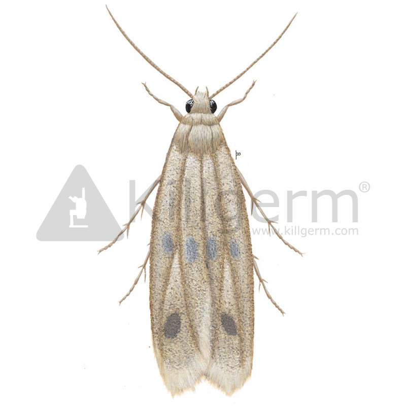 Common clothes moth - Killgerm Chemicals Ltd